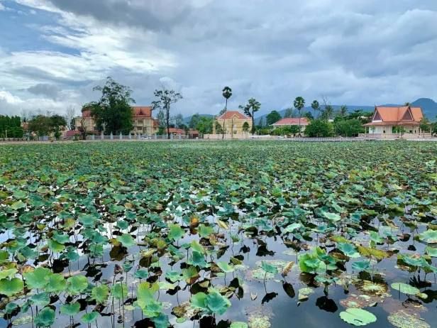 Sras Chhuk lotus pond photo 1