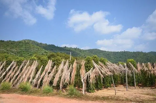 Sothy’s Pepper Farm