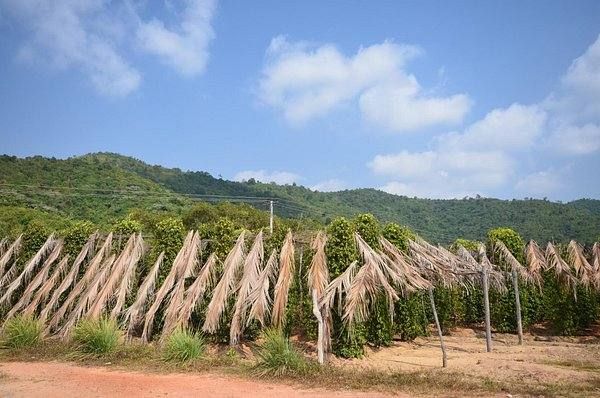 Sothy’s Pepper Farm photo 1