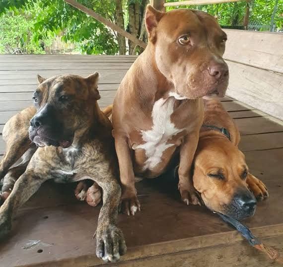 Kampot Dog Sanctuary photo 1
