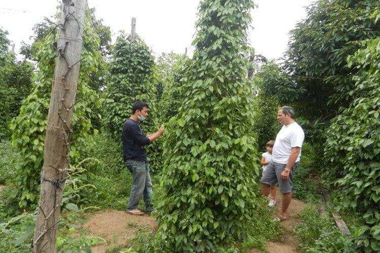 Pepper Plantations