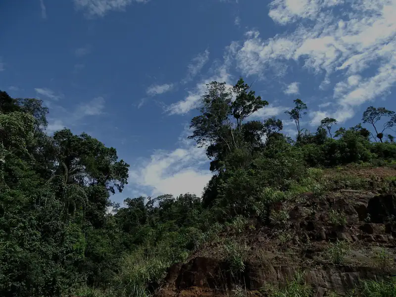 Forested hillside on the road up Bokor Mountain