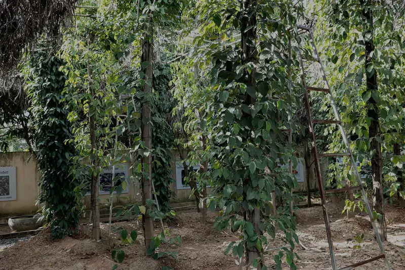Pepper vines growing on poles at a farm in Kampot province