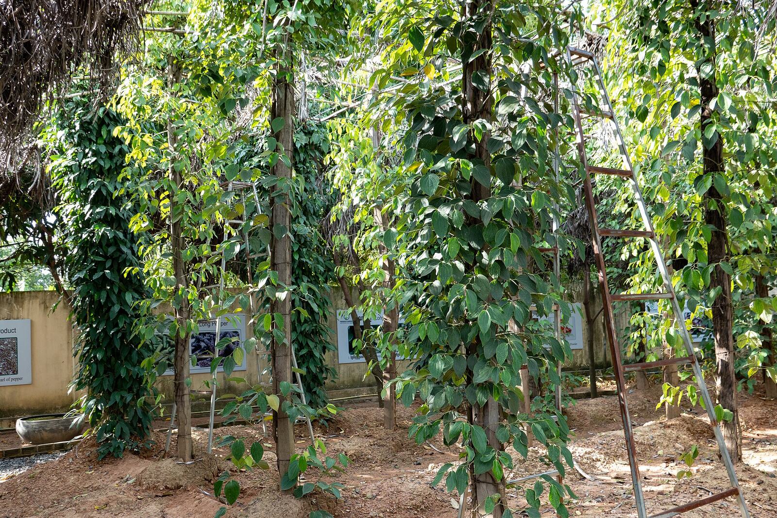 Pepper growing in the Kampot countryside